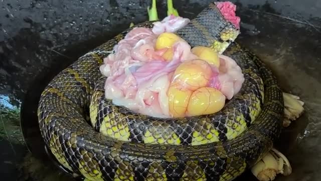 Snake hunting and eat method