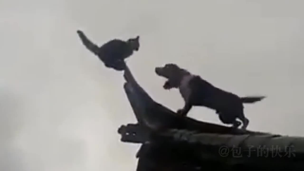 Kung Fu Cat
