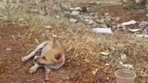 Dog Drinks Wine #doglovers