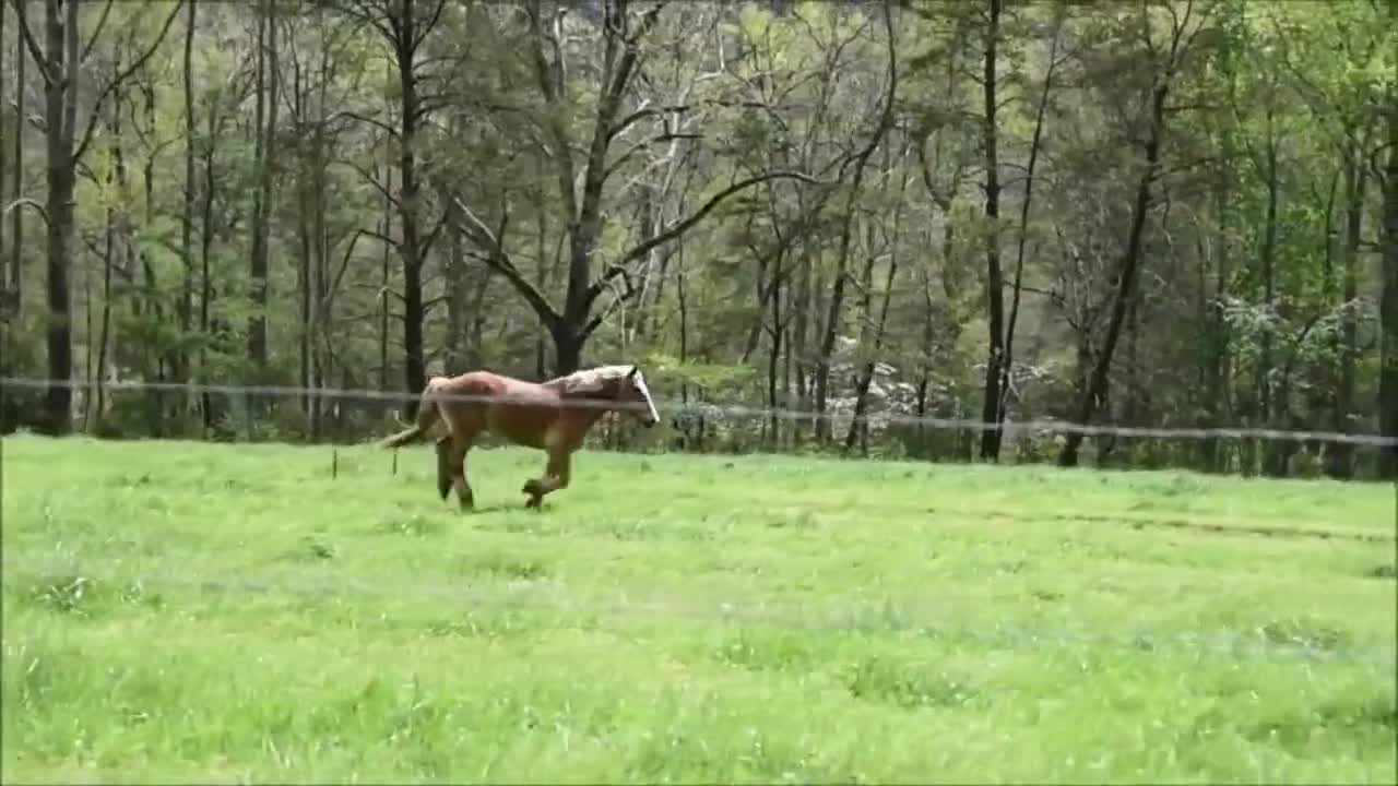 3 MINUTES of BEAUTIFUL PALOMINO HORSES