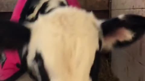 The cow