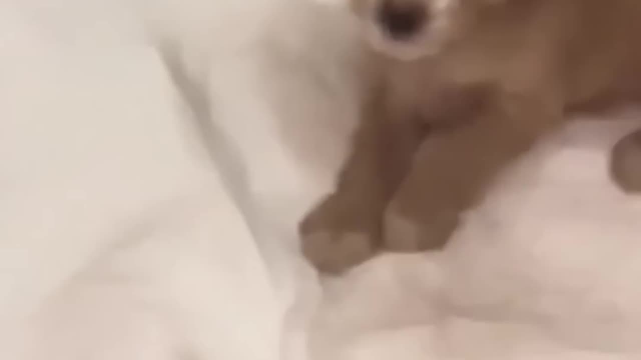 The little dog was abandoned and bullied in the snowy field #animalshelter #puppy #rescuedog