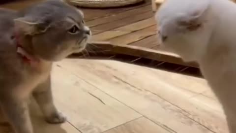 cats video