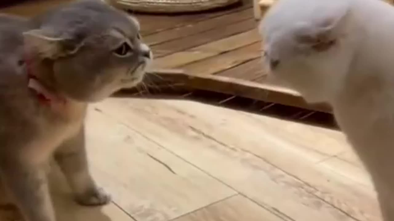 cats video