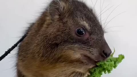 cute animals #03