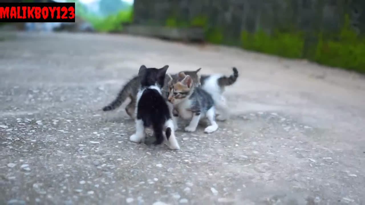 Baby's cat's video new video funny cat video #2023..
