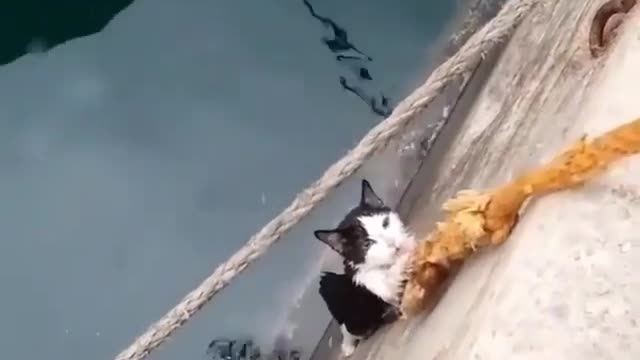 Pleasant animal behavior 8