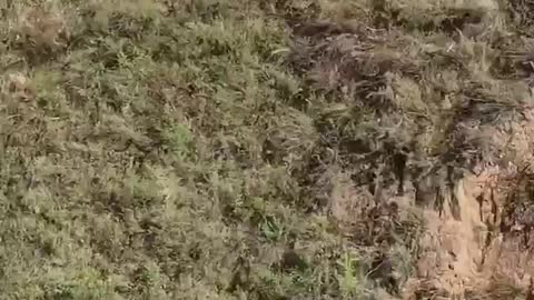 Eagle flying in the sky