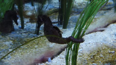 dancing seahorse