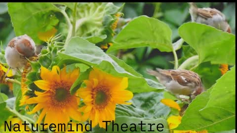 Best Soothing Birds' Chirping Sounds To Help You Sleep and Relax | Achieve Ultimate Relaxation