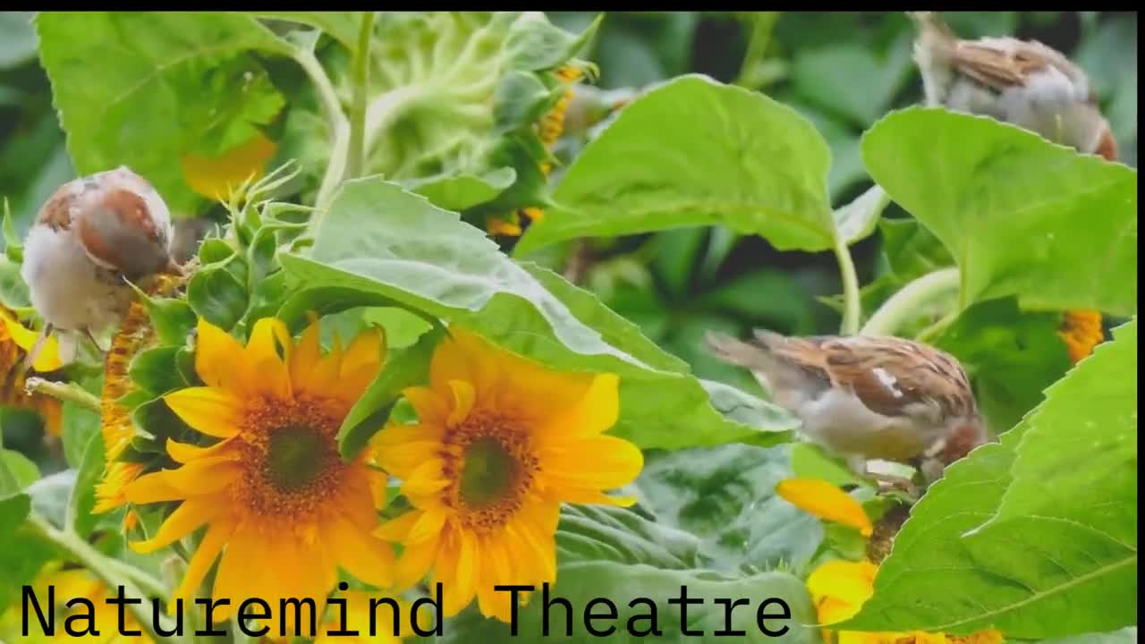 Best Soothing Birds' Chirping Sounds To Help You Sleep and Relax | Achieve Ultimate Relaxation