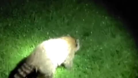 Chocking Trash Panda Saved