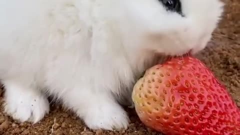 Cute baby rabbit 🐇