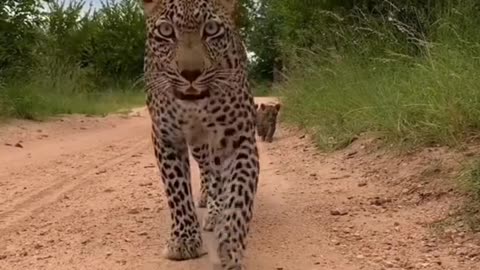 The leopard