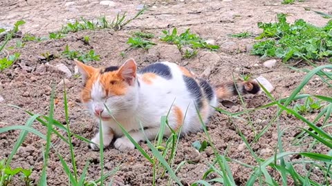Cute Pregnant Cat eats food #catvideos #meowing