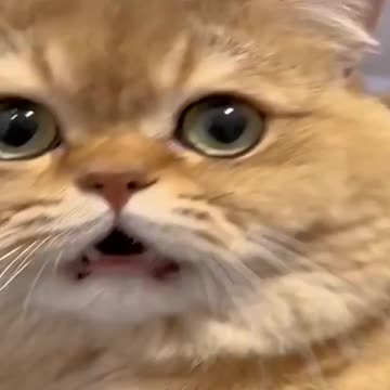 Funniest Animals Video - Funny Dogs And Cats - Try Not To Laugh Animals 2022