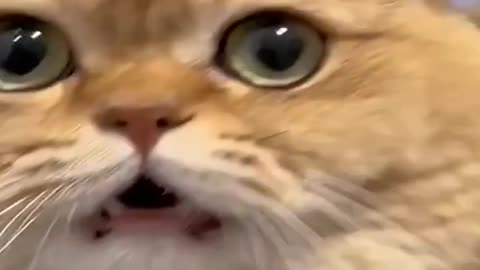 Funniest Animals Video - Funny Dogs And Cats - Try Not To Laugh Animals 2022