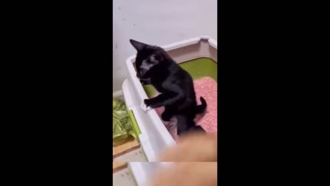 Funny Cat Video - Try Not To Laugh-