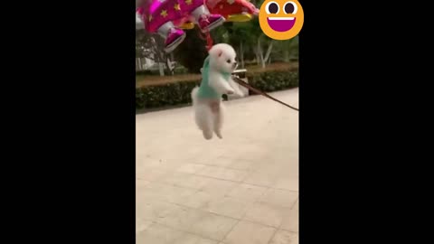 control your laugh 😶🤣 YOU can't | FUNNY VIDEO CLIPS|