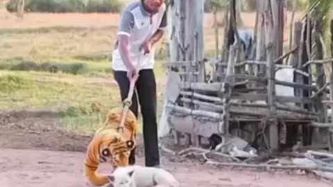 Toy tiger pranks Funny doh