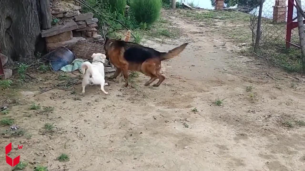 Funniest videos of cats and dogs fighting The Funniest Animal Videos of 2023 "Woa Doodland"