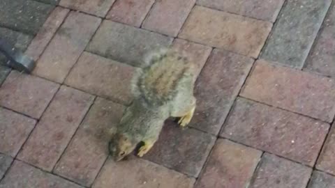 Squirrel Greeting iamme