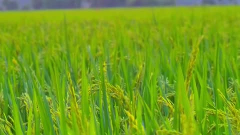 Vietnamese rice plants (Part 1)