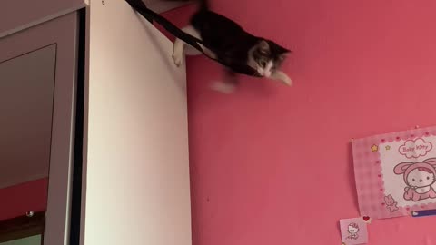 Cat Fails to Land Jump