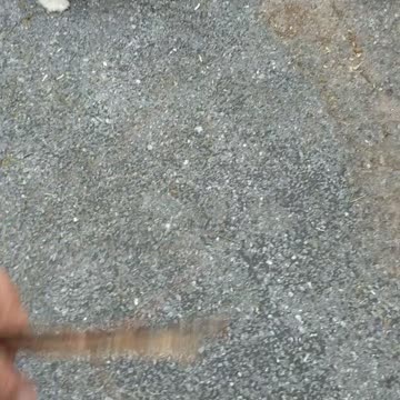 Working with Abby today working on our At-Ease behavior.