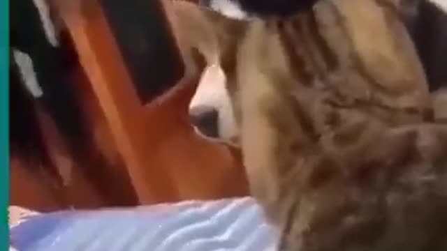 ✌️♥️🎈CATS AND DOGS VERY FUNNY FIGHTING✌️♥️🎈