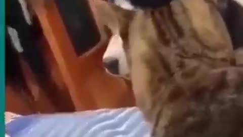 ✌️♥️🎈CATS AND DOGS VERY FUNNY FIGHTING✌️♥️🎈