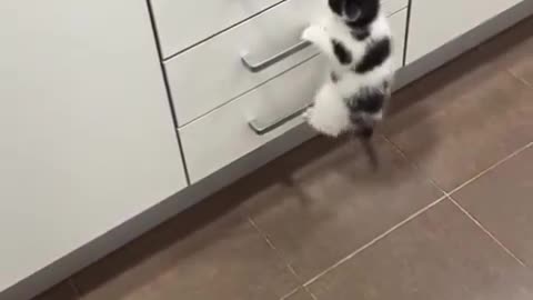 Training to get to those treats!
