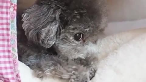 The dog is a little unhappy