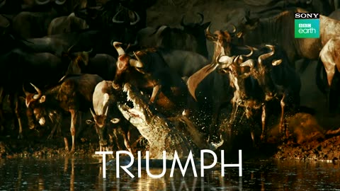 Sneak Peek: SERENGETI | Hindi | Sony BBC Earth | Premieres 9th September, Mon-Fri at 9 PM|