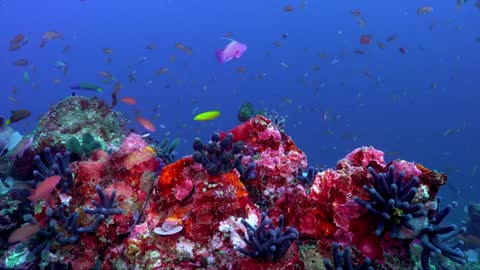 Underwater World 12K HDR 60fps ( Dolby Vision )