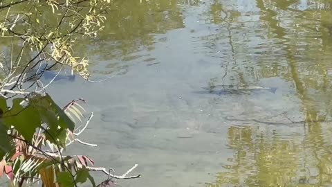 Big Salmon Humber River James Gardens Toronto