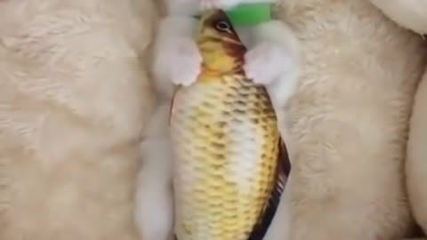 cute cat video 😍_ #shorts love cats