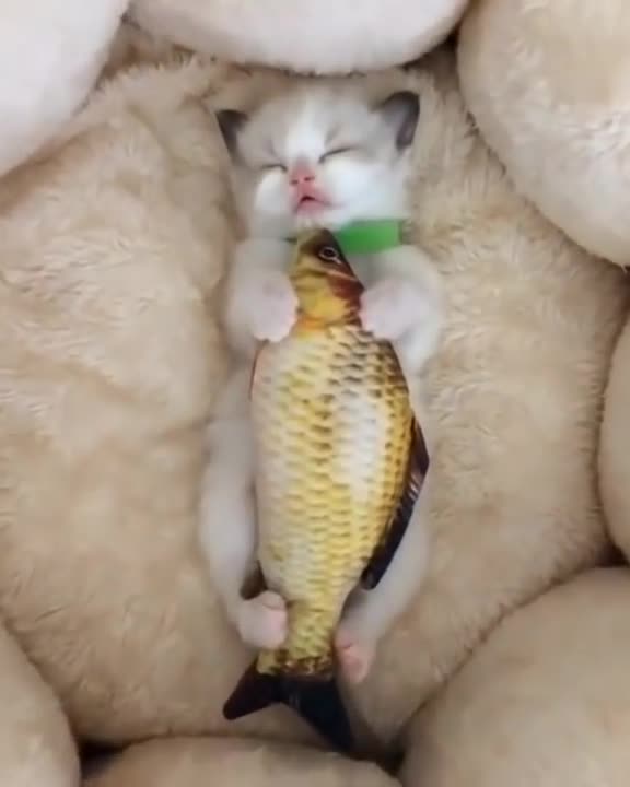 cute cat video 😍_ #shorts love cats