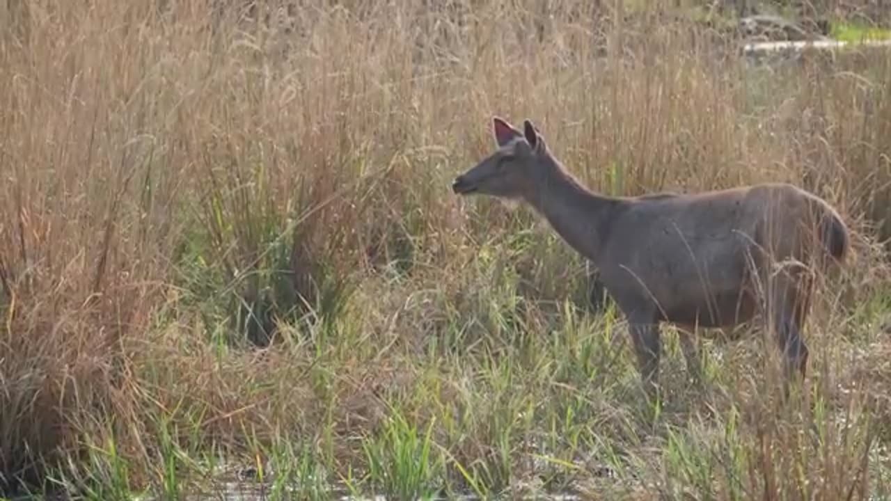 ANIMAL DISCOVERY 60FPS 8K VIDEO ULTRA HD #8K #ANIMAL