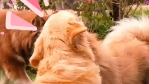 golden retriever rottweiler Dogs love video Romantic dogs videos