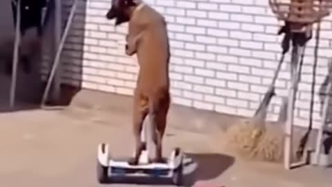 Funny Animals short