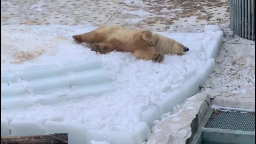 Polar bears play in the snow