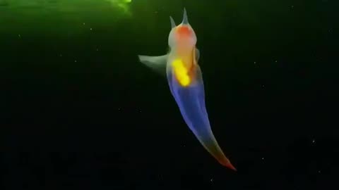 THIS ISN’T CGI..IT’S REAL LIFE CREATURE KNOWN AS THE SEA ANGEL FOUND IN THE COLD WATERS OF THE ARCTIC & NORTH ATLANTIC OCEANS