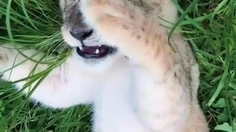 The lion