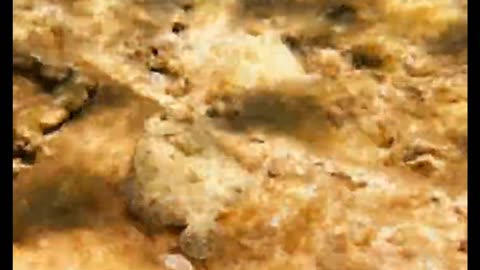 Flounder Blends