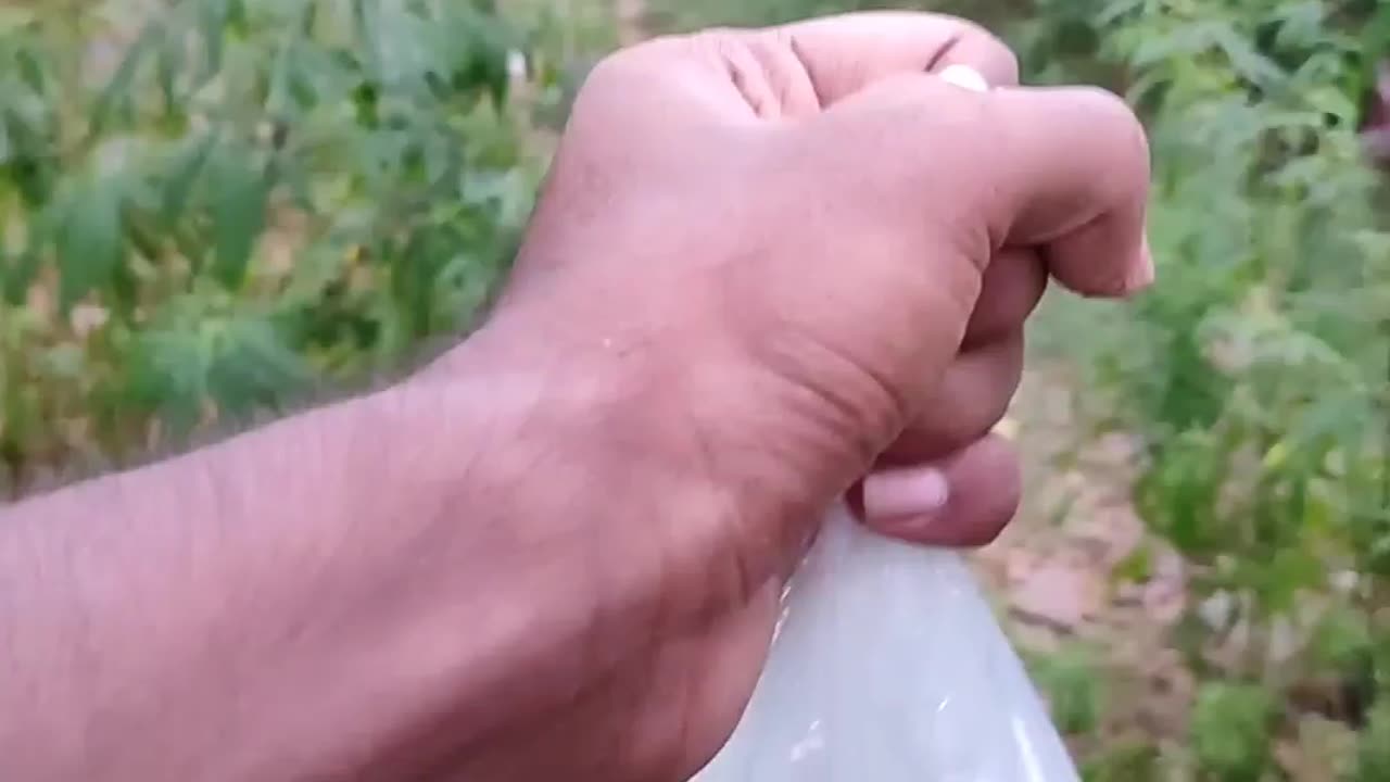Picking Mangoes