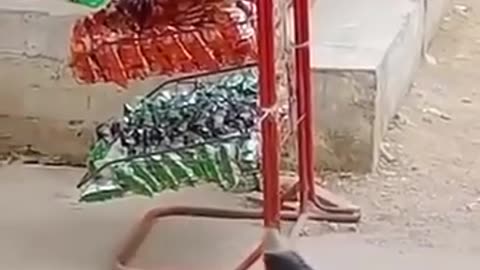 Crow steeling food