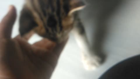 cat cutes