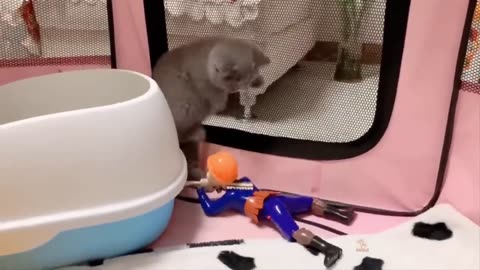 Funny Cat and Dog Videos That Will Make Your Day