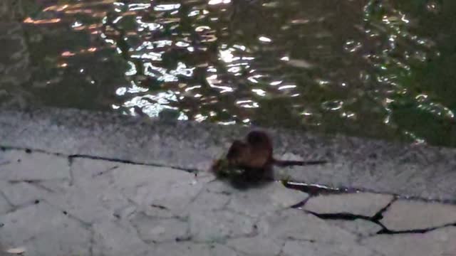 A park where ducks and ???? live
